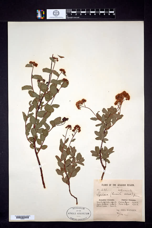 Spiraea densiflora var. splendens image