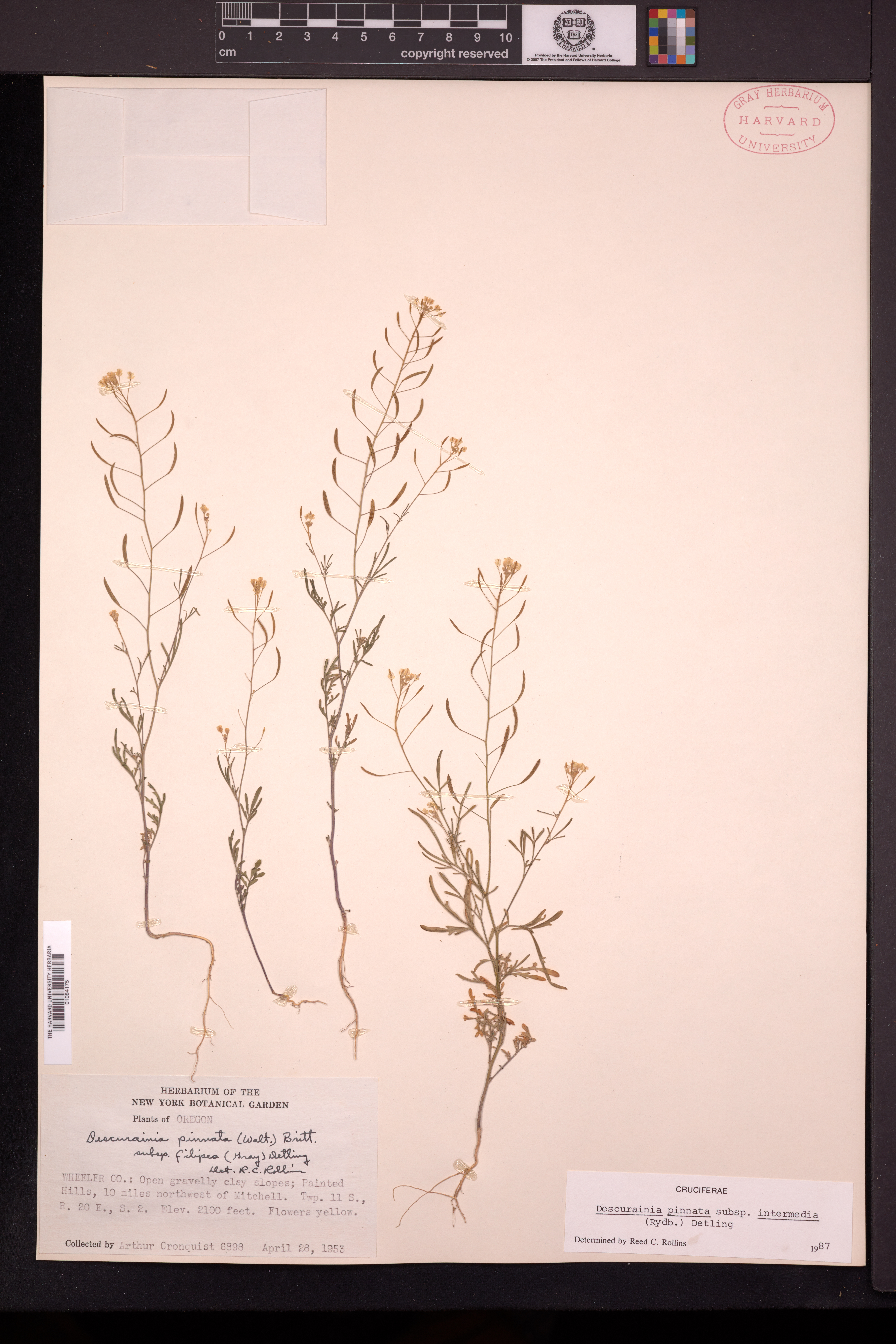 Descurainia pinnata subsp. intermedia image