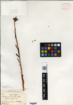 Echeveria trianthina image
