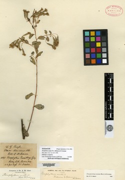 Porophyllum viridiflorum image