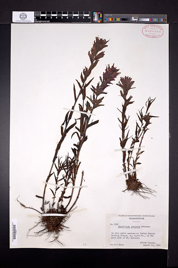 Castilleja parviflora image