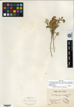 Croton rehderianus image