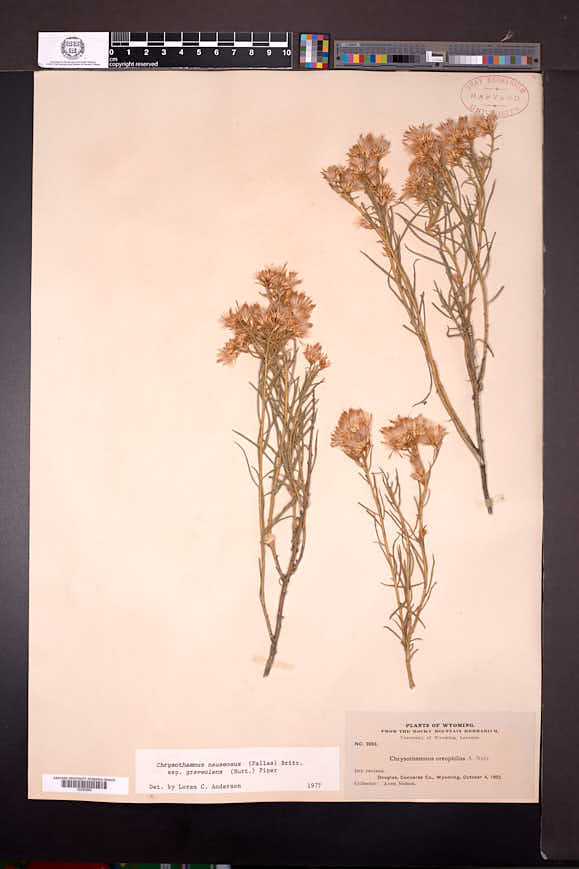 Ericameria nauseosa var. graveolens image
