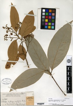 Nectandra amplifolia image