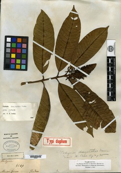 Vochysia dasyantha image