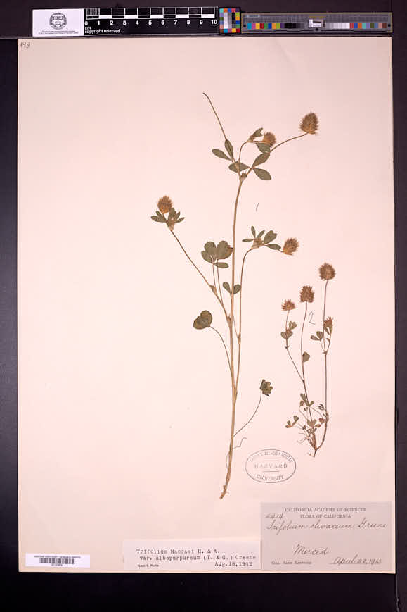 Trifolium albopurpureum image