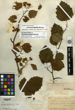 Crataegus magniflora image