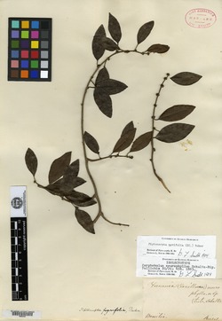 Piptocarpha pyrifolia image