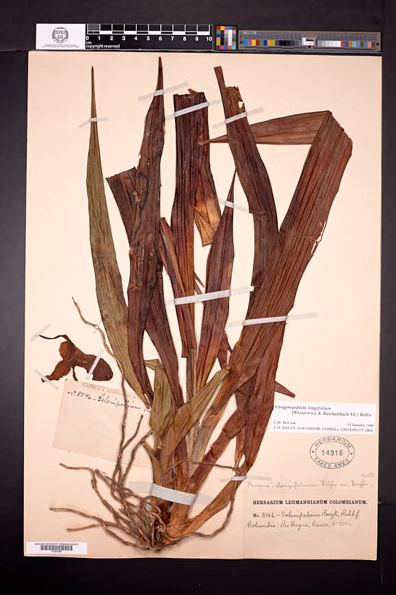 Phragmipedium lindleyanum image