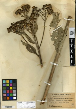 Verbesina malacophylla image