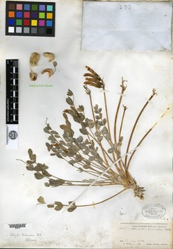 Astragalus eriocarpus image