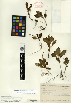 Peperomia succulenta image