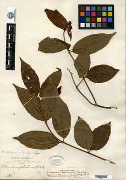 Viburnum bolivianum image