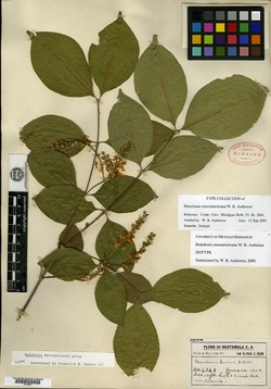 Bunchosia mesoamericana image