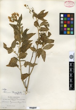 Solanum bangii image