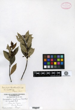 Mollinedia chrysolaena image