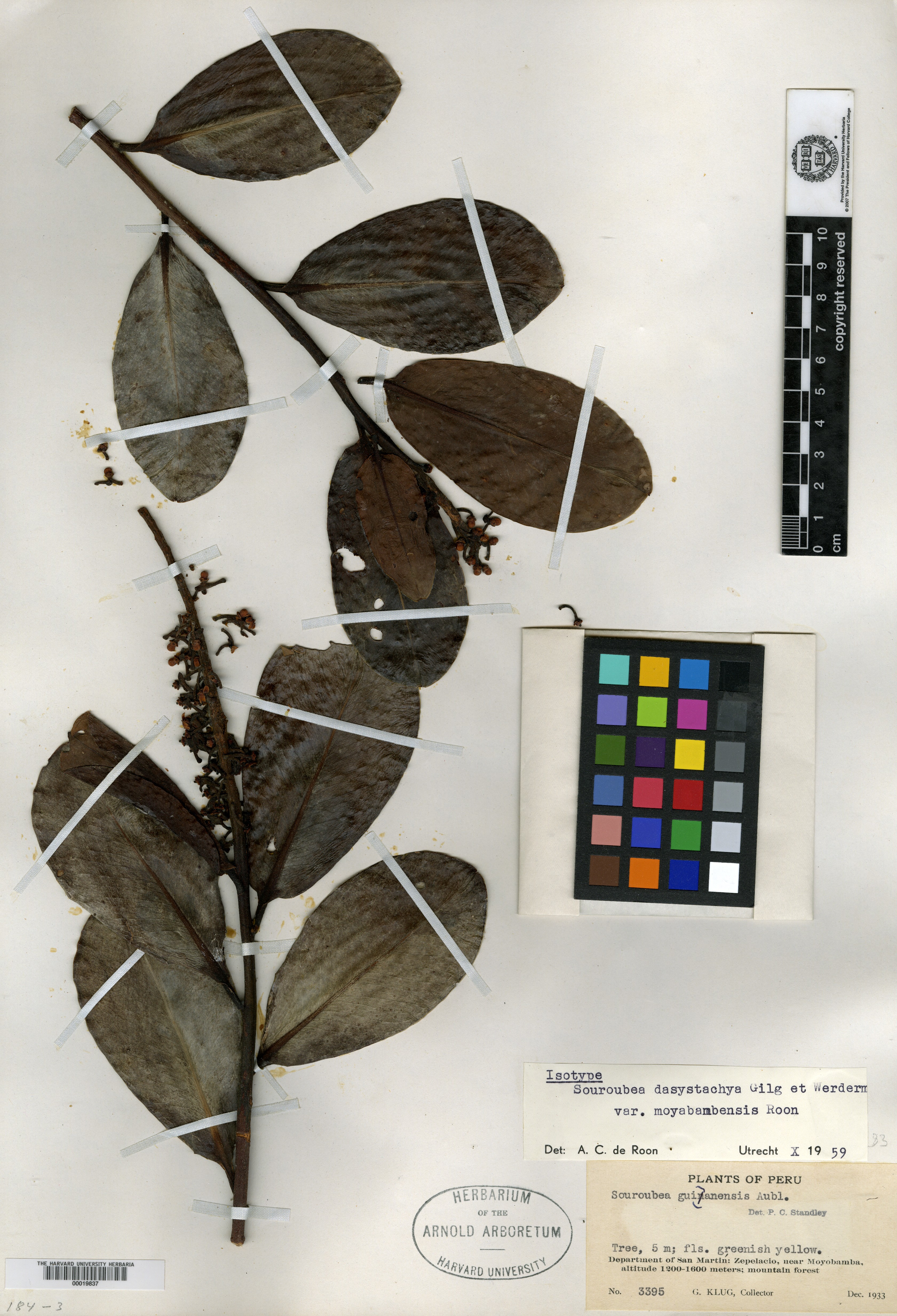 Marchantiaceae image