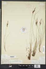 Carex nigra image
