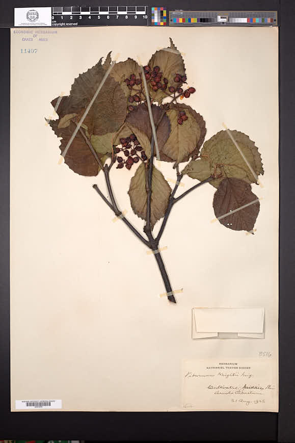 Viburnum wrightii image
