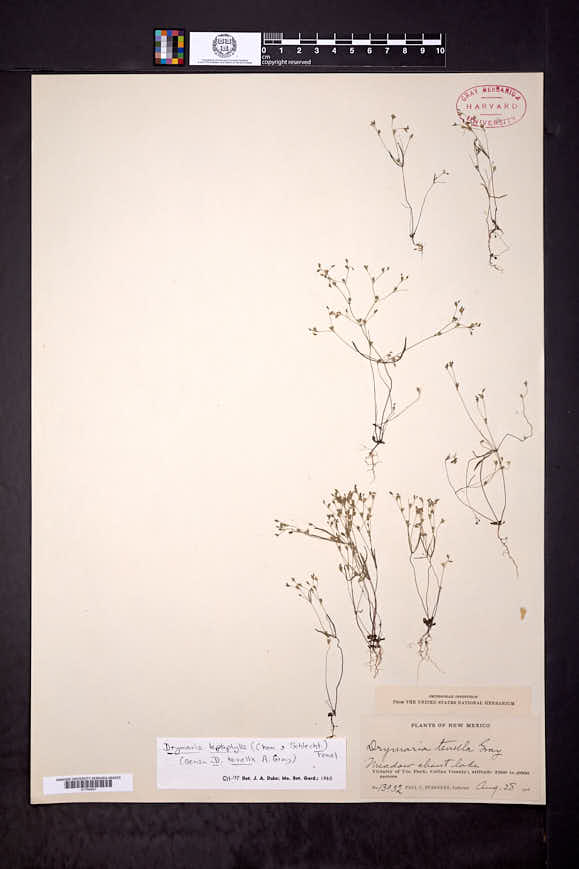 Drymaria leptophylla image