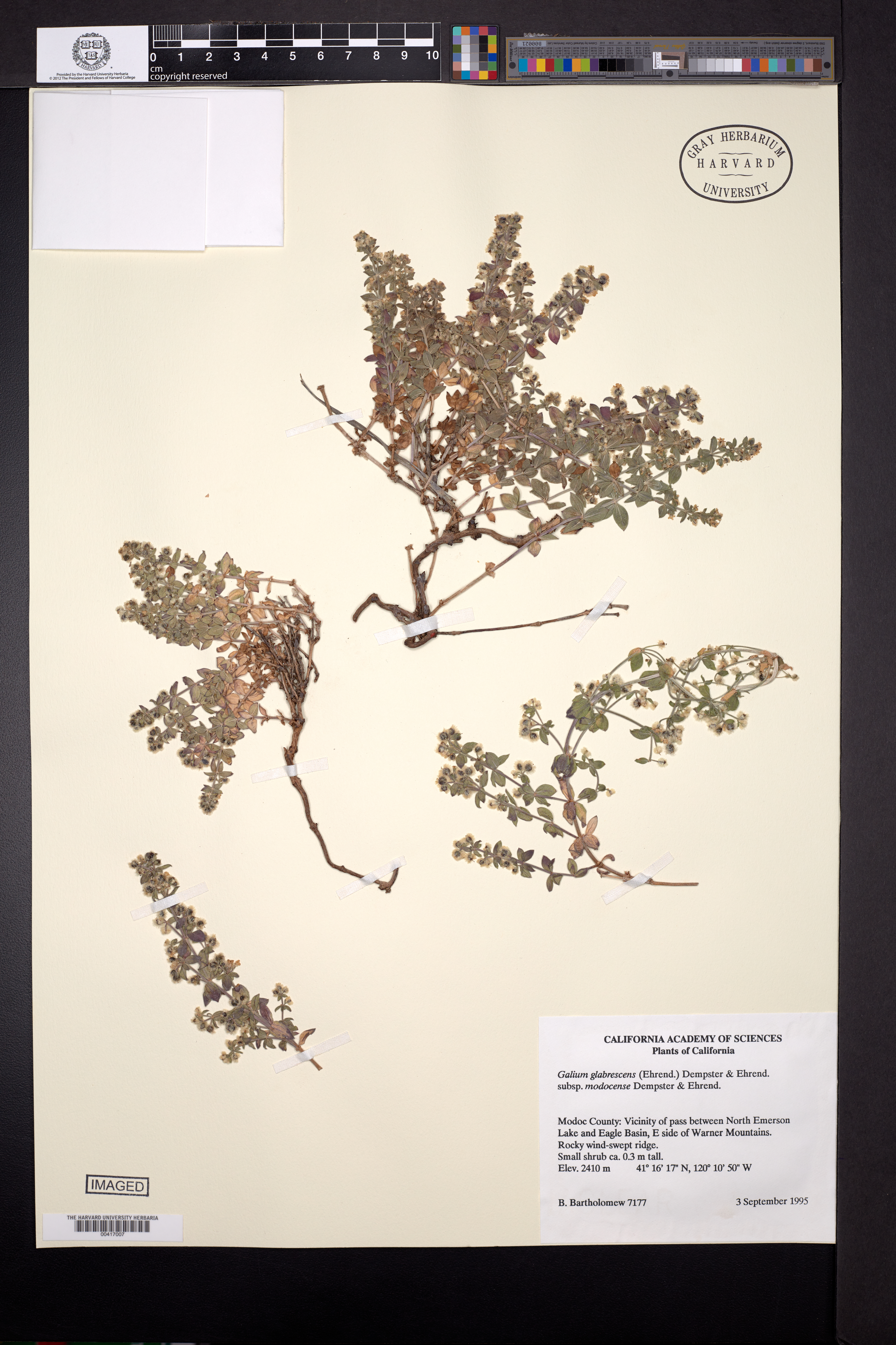 Galium glabrescens subsp. modocense image
