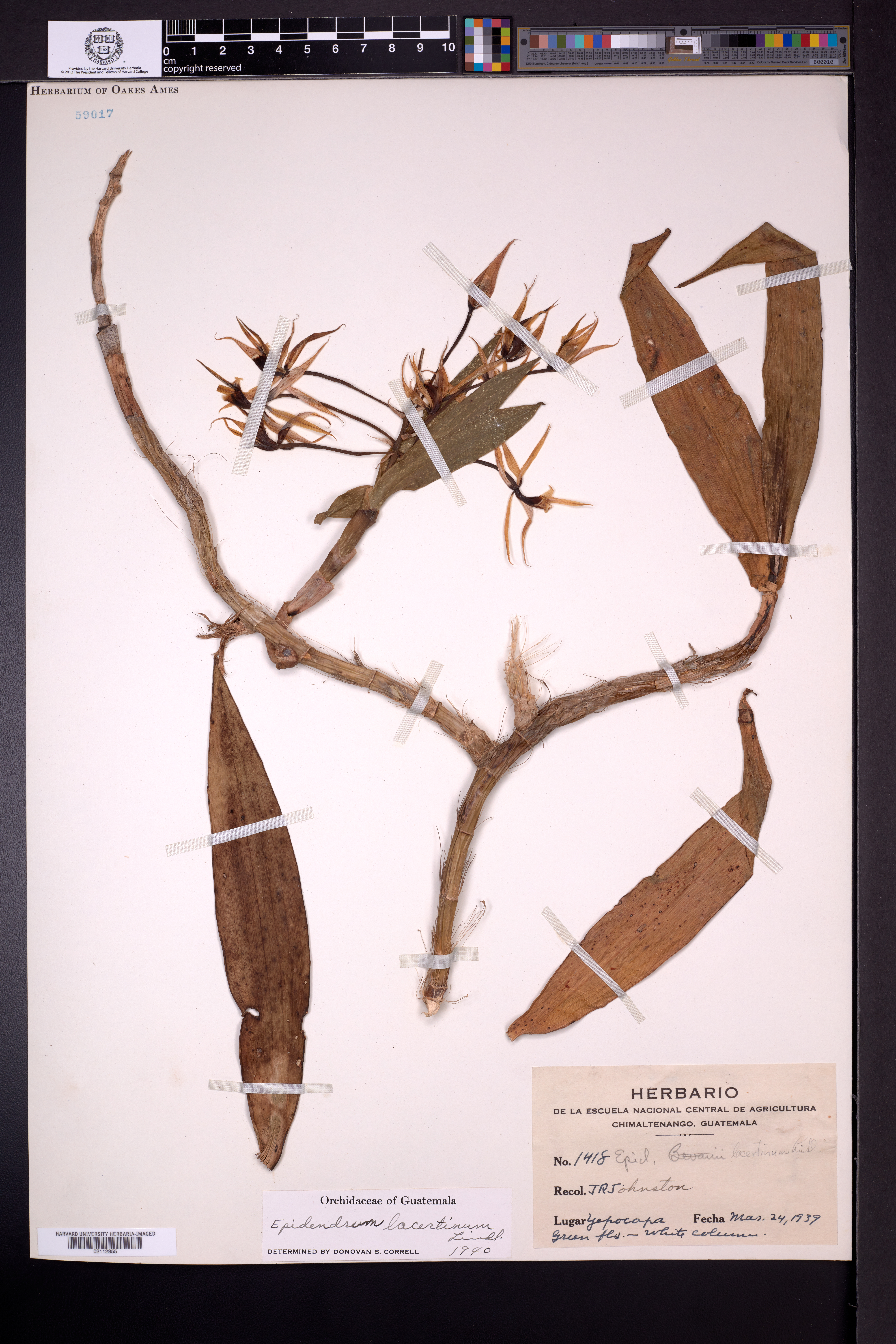 Epidendrum lacertinum image
