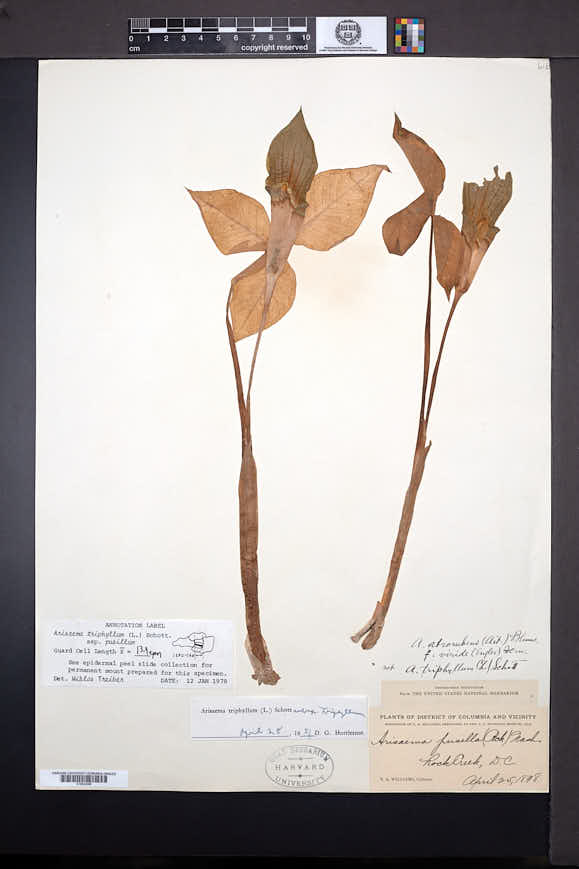 Arisaema triphyllum subsp. pusillum image