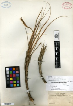 Barbaceniopsis boliviensis image
