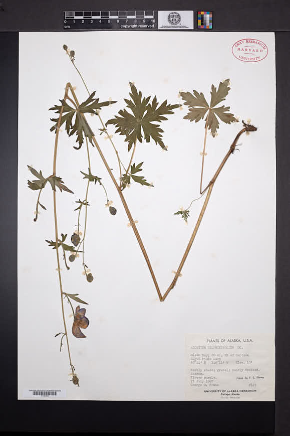Aconitum delphiniifolium image