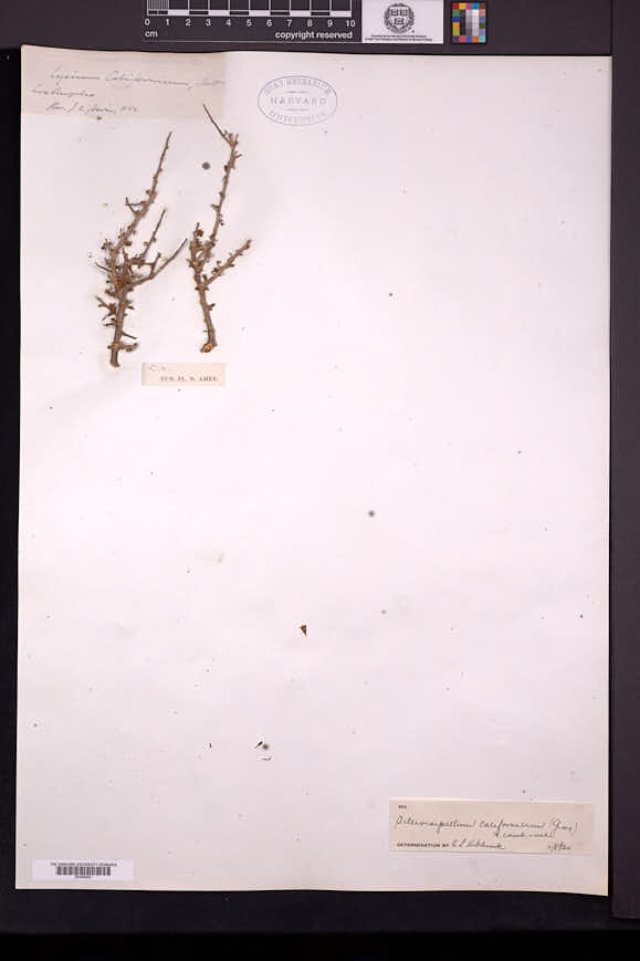 Lycium californicum image