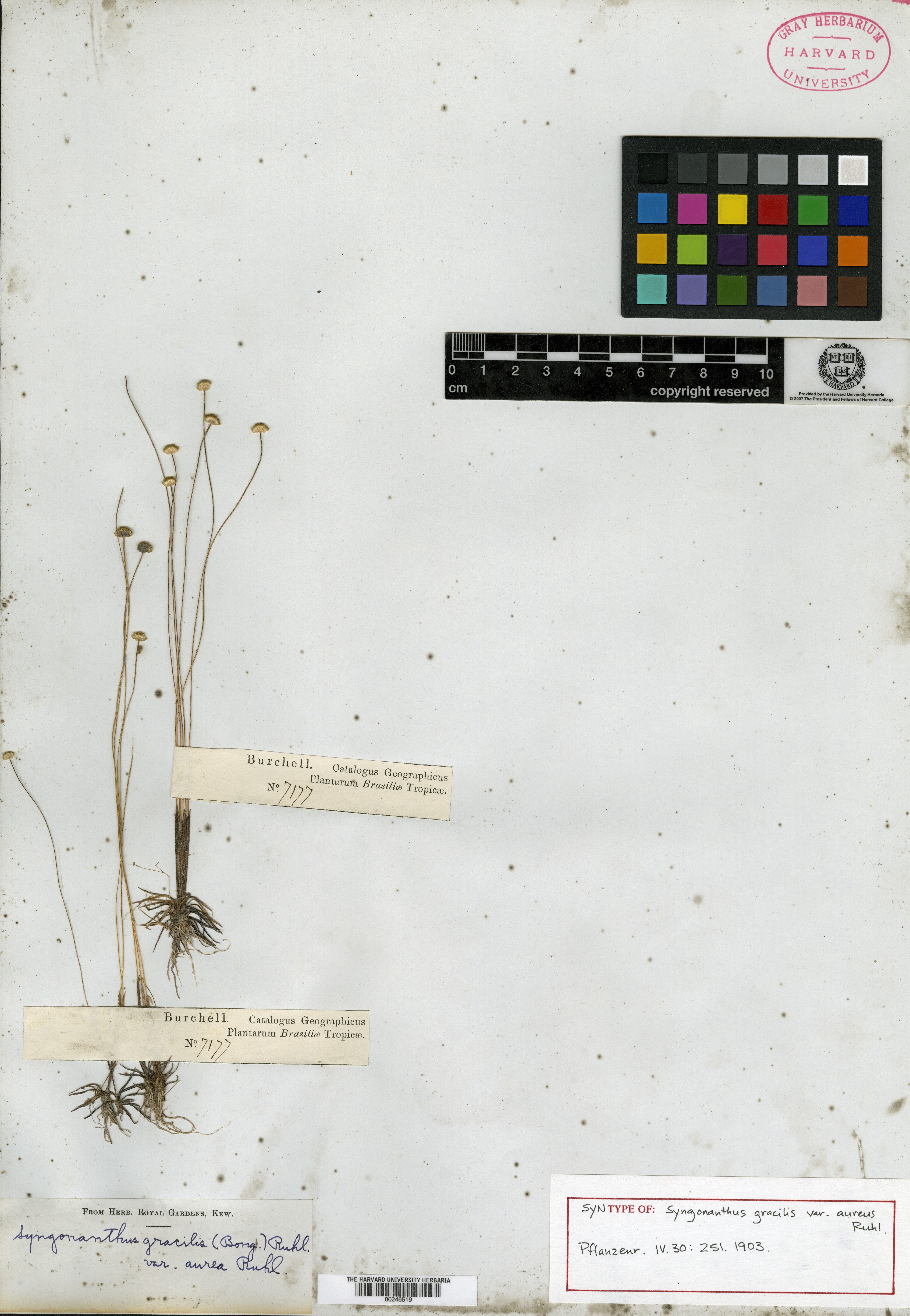 Syngonanthus yacuambensis image