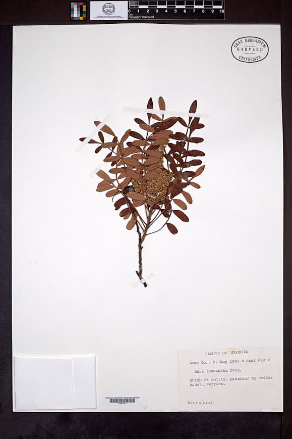 Rhus copallinum var. leucantha image