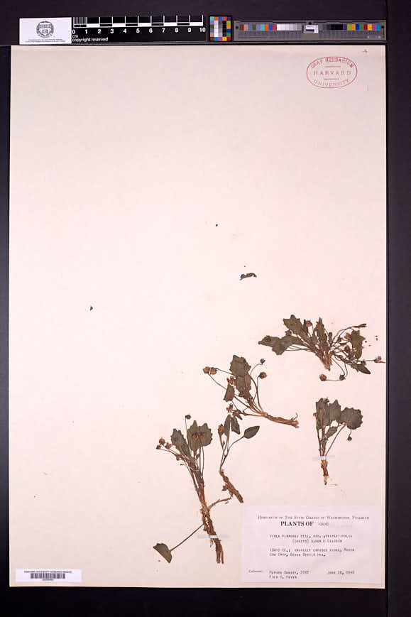 Viola purpurea image