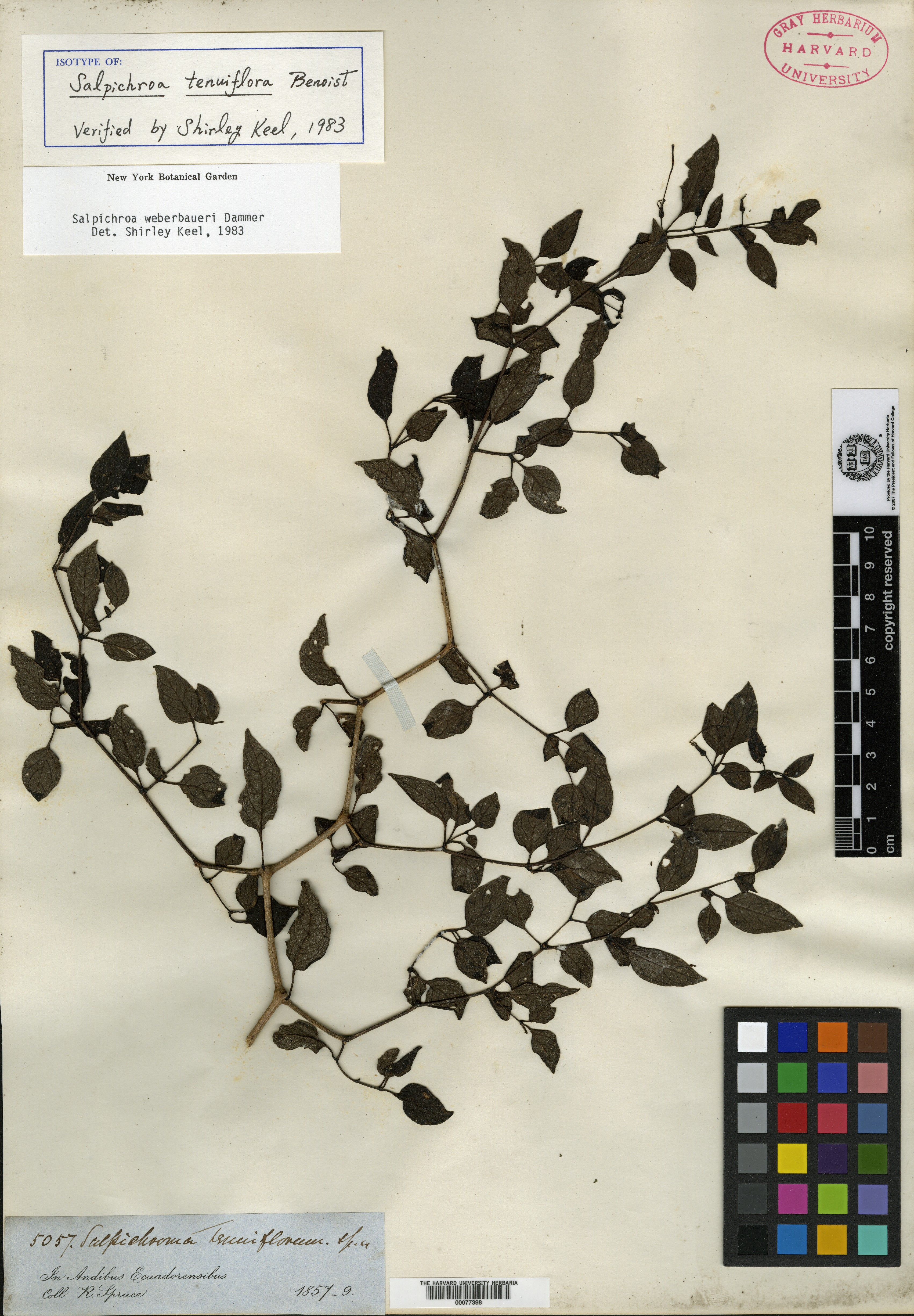 Salpichroa tenuiflora image