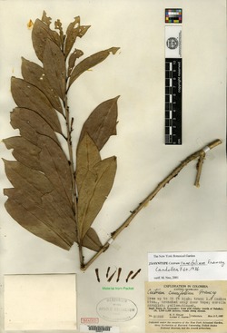 Cestrum cuneifolium image