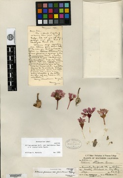 Allium parvum var. jacintense image