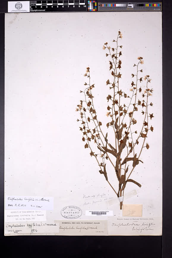 Omphalodes linifolia image