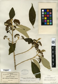 Callicarpa acuminata image