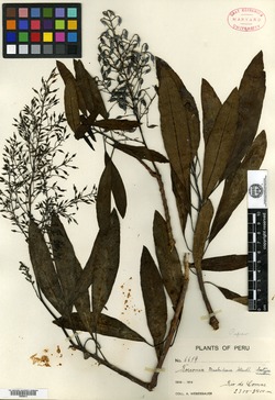 Bocconia macbrideana image