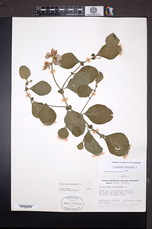Crotalaria verrucosa image