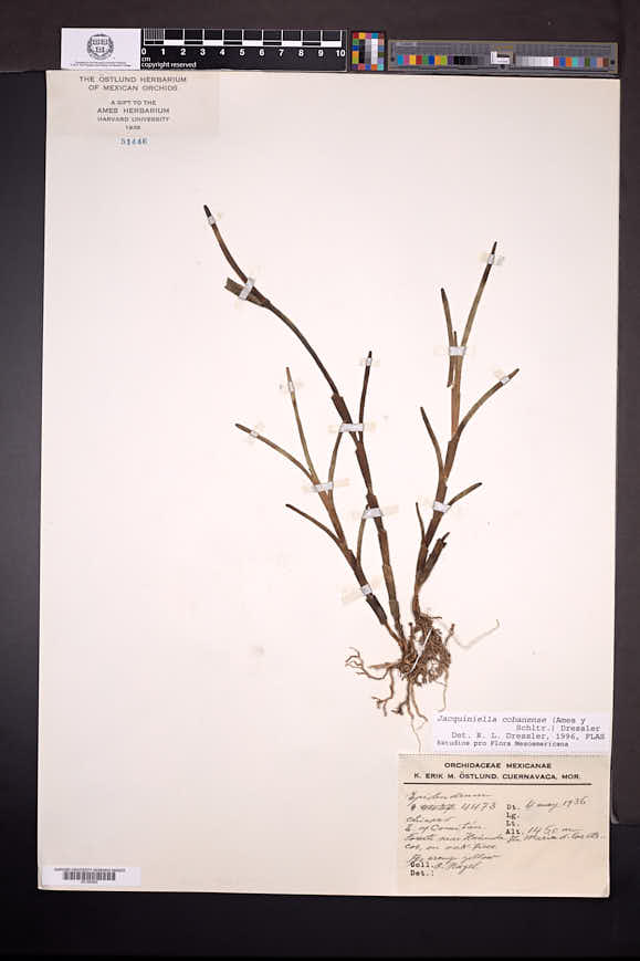 Jacquiniella cobanensis image