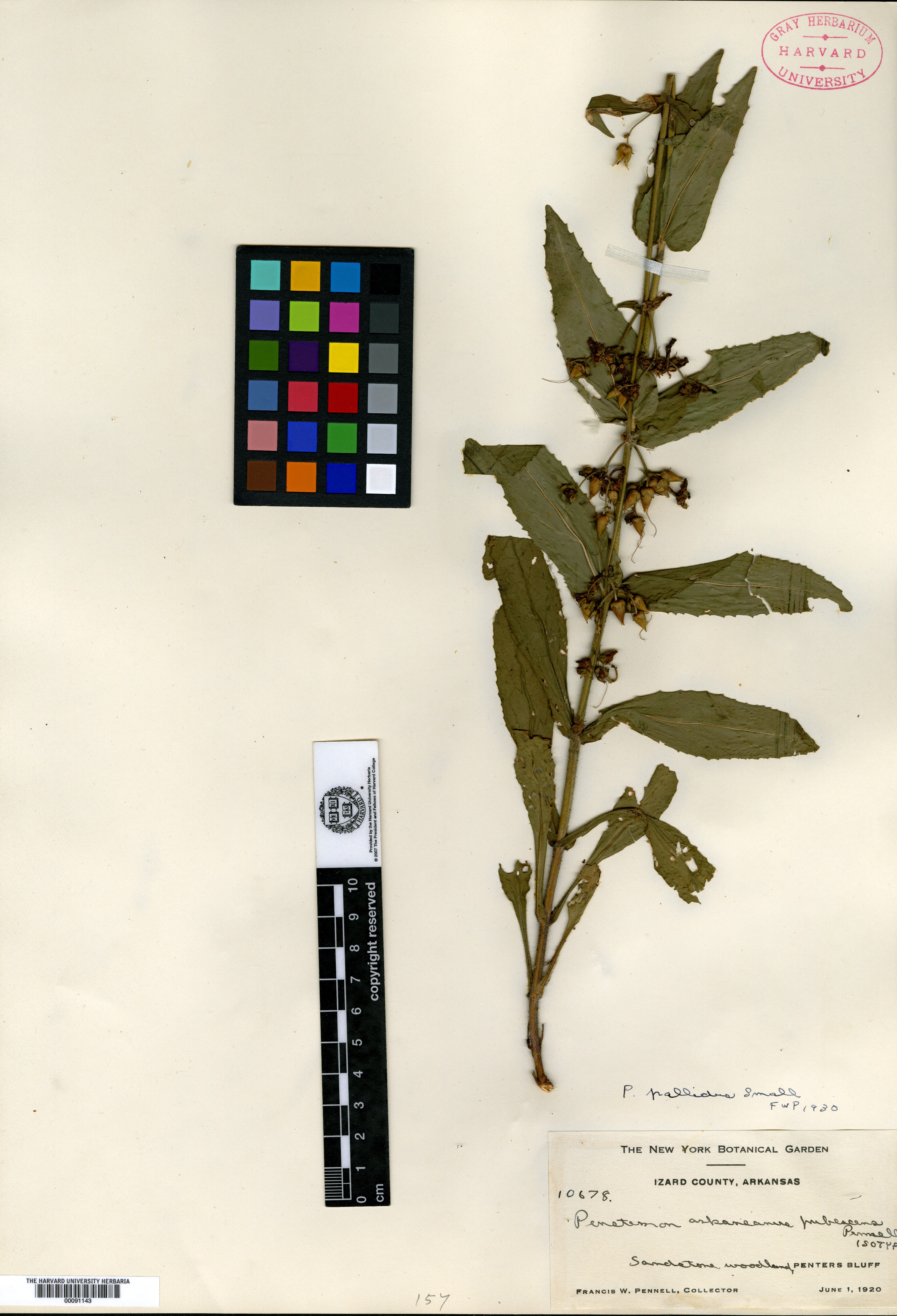 Penstemon arkansanus var. pubescens image
