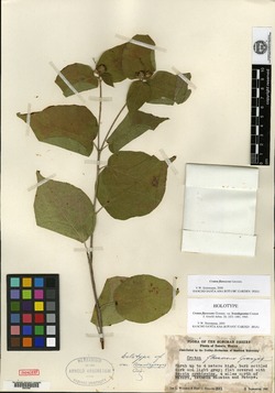 Croton flavescens var. brandegeanus image