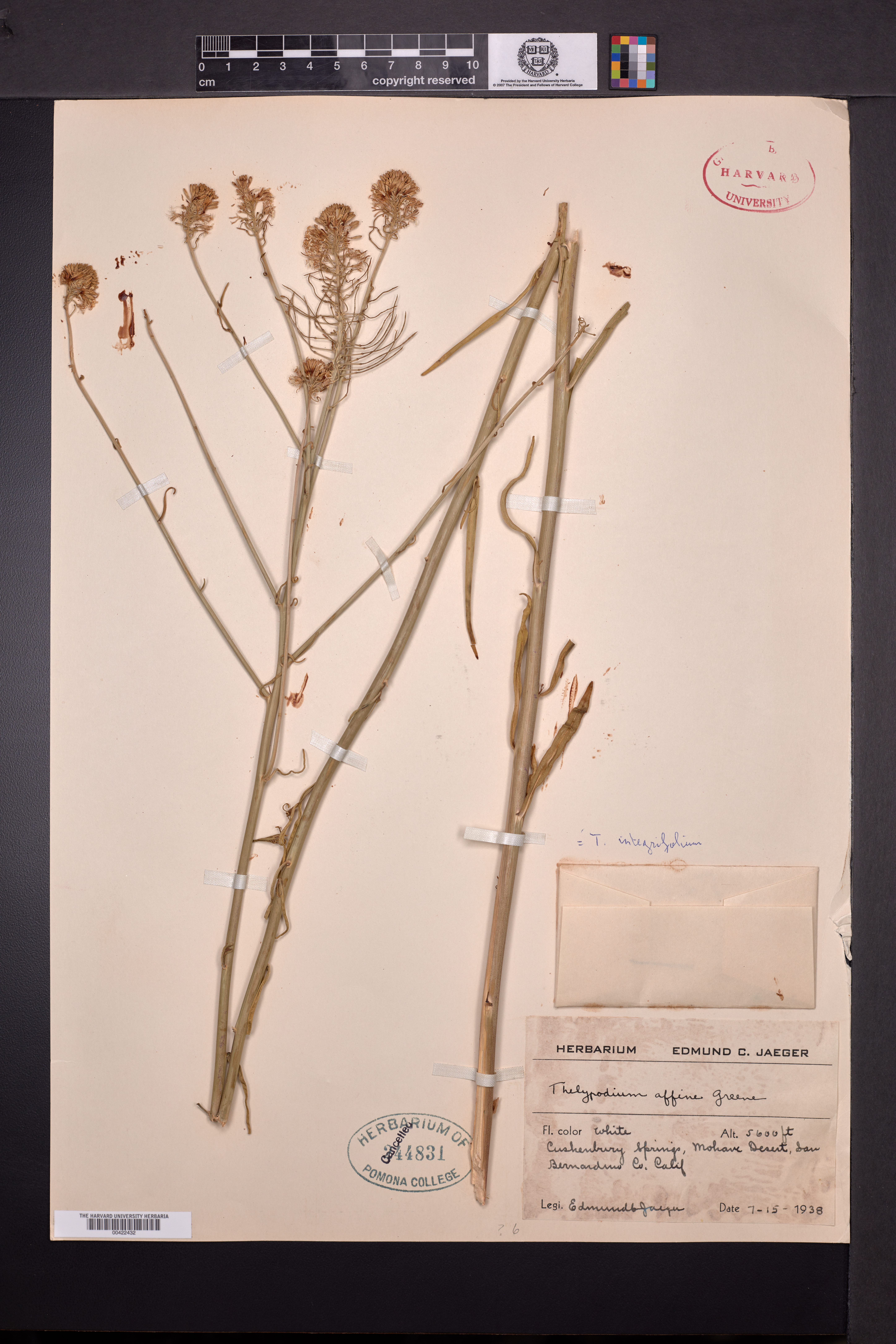 Thelypodium integrifolium subsp. affine image
