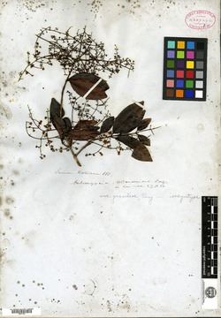 Aulomyrcia sphaerocarpa var. ovata image
