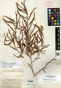 Chamaecrista nictitans var. leptadenia image