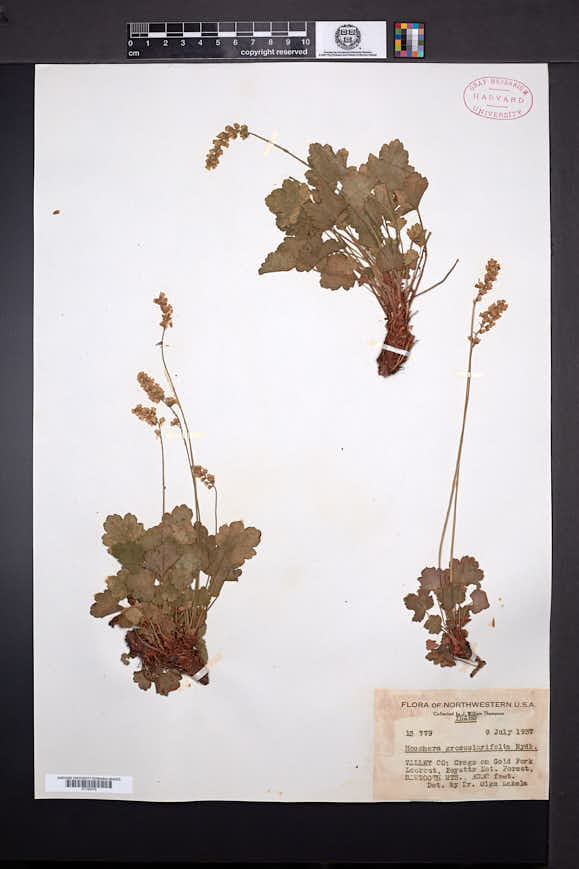 Heuchera grossulariifolia image