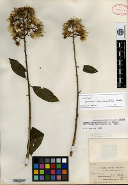 Vernonia senecionaefolia image