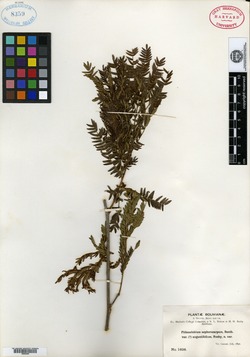 Pithecellobium zollerianum image