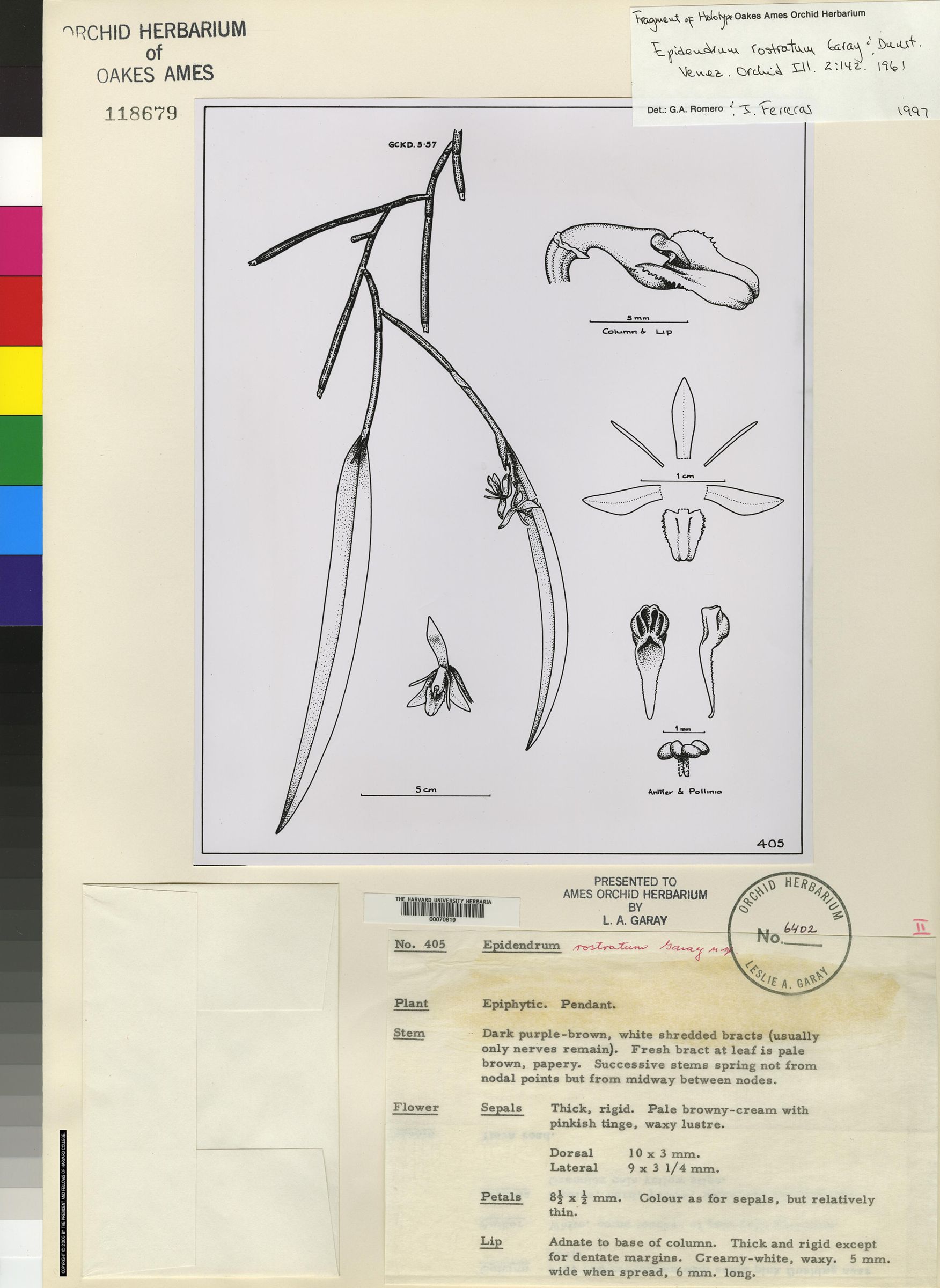 Epidendrum longirepens image